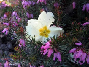 Primrose in garden in Ilfracombe, North Devon