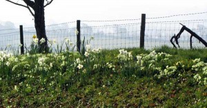 Primroses in North Devon