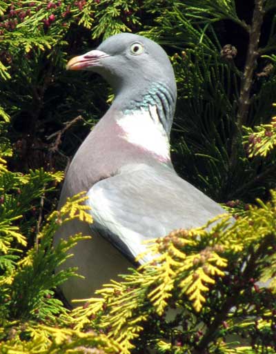 Pigeon in Bicclescombe Park, Ilfracombe, North Devon